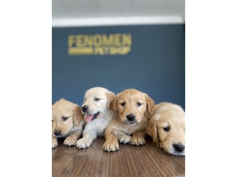 Orjinal baby face golden retriever yavrular ankara
