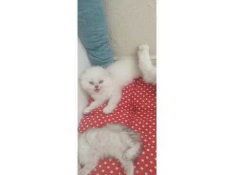Scottish fold kedimize yuva arıyoruz