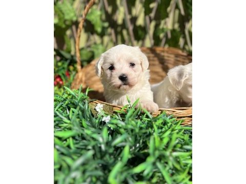 Kar beyaz ırk garantili maltese terrier yavrular