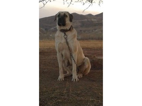 Kaliteli kangal yavrular sivas merkez
