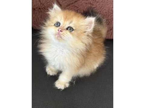 Çok güzel sakin bir erkek kedidir