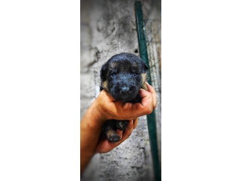 Şecereli alman kurdu yavrularımız
