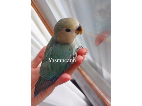 Yavru sevda papağanı