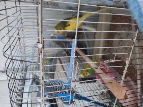Satılık muhabbet kuşu yavrular