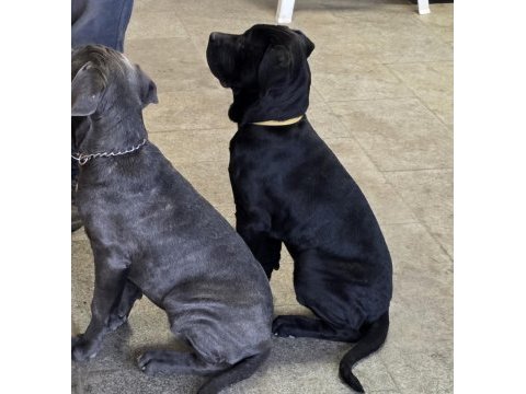 Simsiyah dişi panter cane corso
