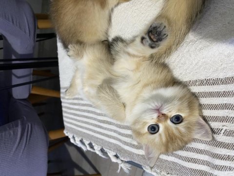 British shorthair golden