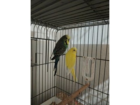 Çift muhabbet kuşu