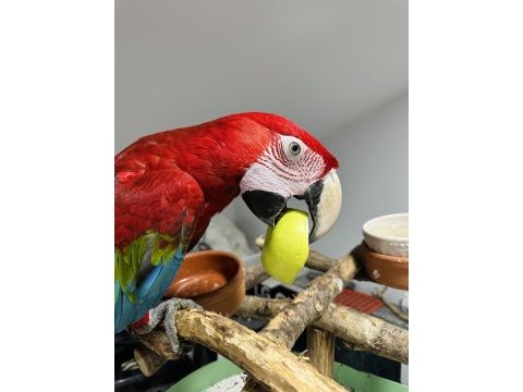 Kırmızı macaw ara papağanları