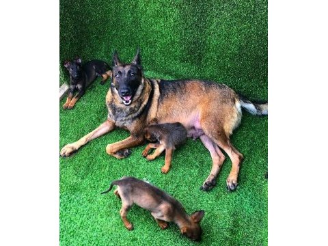 Show kalite belçika malinois bebeklerimiz