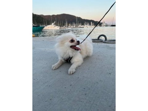Çok şirin ve çok tatlı pomeranian