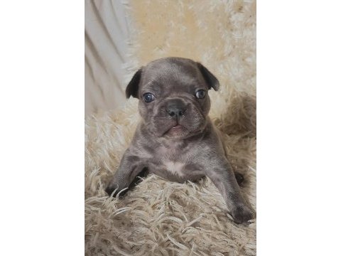 Fluffy ve ısabella taşıyıcı renk renk exotıc french bulldog