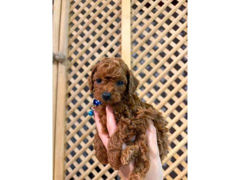 5 haftalık kore poodle