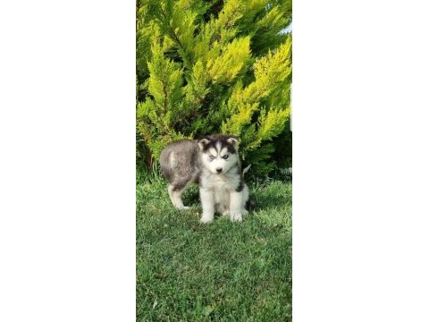 Maviş gözlü safkan husky minikler