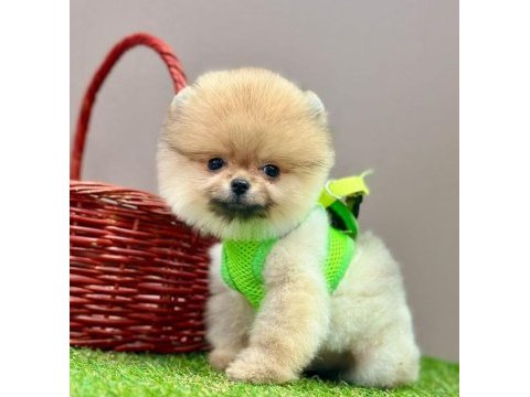 Sevimli pomeranian boo yavrularımız