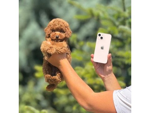 Poodle toy köpeğimiz