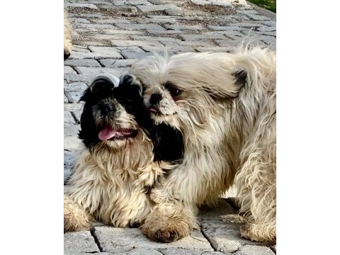 Şitzu shih tzu