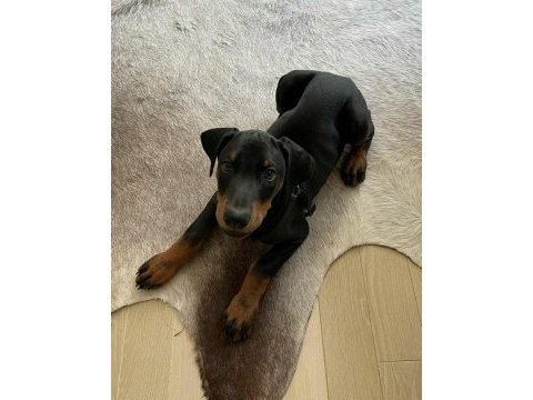 Estetikli şekilde teslim doberman köpeği