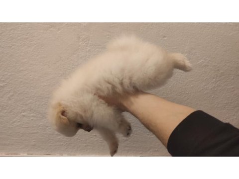 60 günlük pomeranian yavrular iç dış paraziti yapıldı
