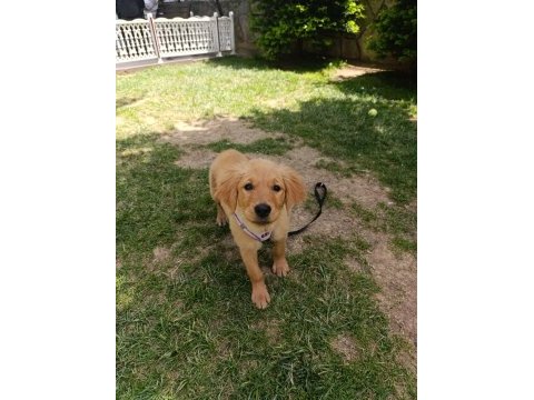 3 aylık golden retriever köpeğimiz