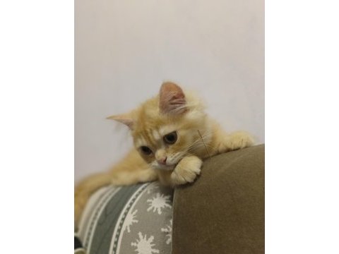 Sahiplendirme british longhair kedisi
