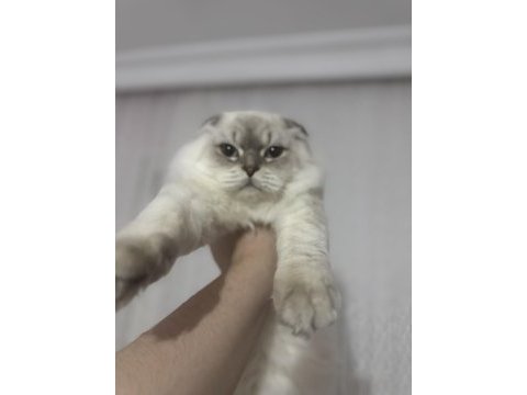 İnsan canlısı scottish fold
