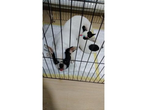 French bulldog 1.5 yaşında