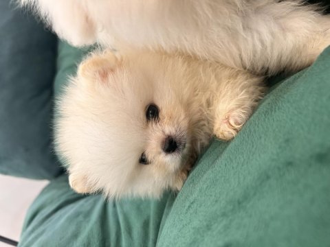 Kar beyaz pomeranian bebekler