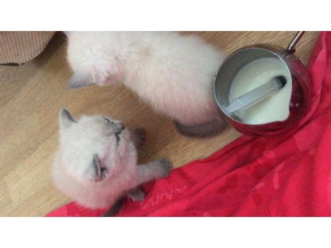 9 yavru kedim yeni yuvalarını bekliyorlar