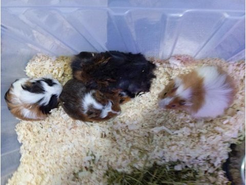 Yavru guinea pig