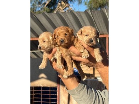 Maltipoo bebişler