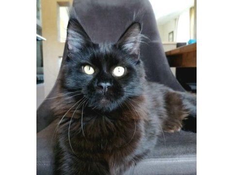 Siyah rengi dişi maine coon
