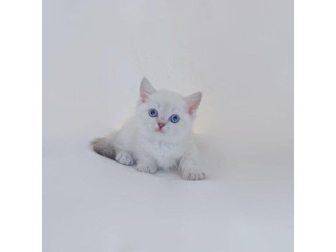 British shorthair yavruları