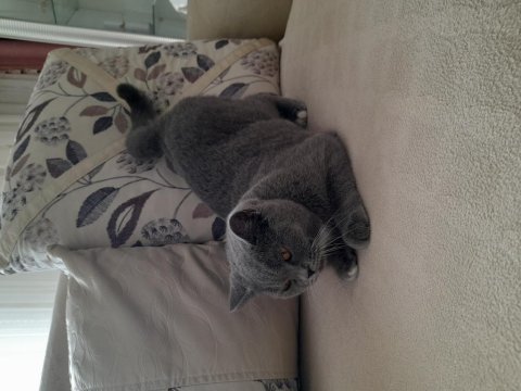 2 yaşında kızanda british shorthair