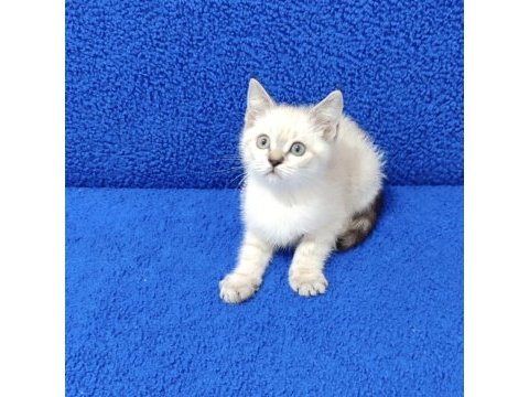 Lynx point ponçik yeni yuvalarına gitmeye hazır