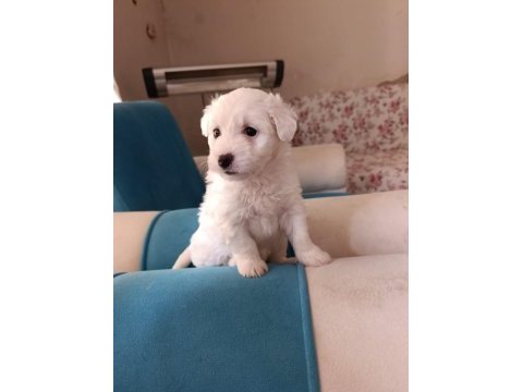 Maltipoo yavru