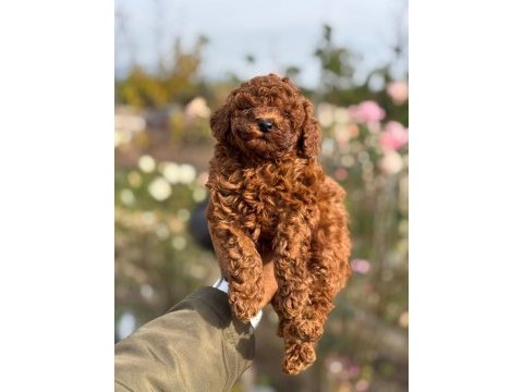 Baba 1.4 kore (dark red) anne 2 kg toy poodle red brown