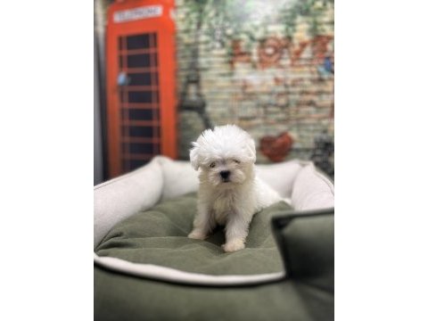 Kar beyaz maltese terrier yavrularımız @petclubadanaa