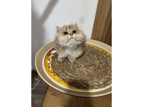 British longhair golden