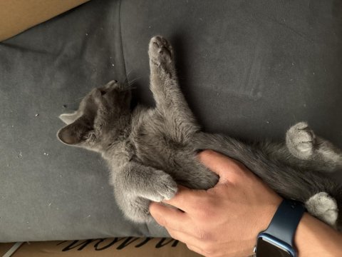 Russian blue yavru kediler