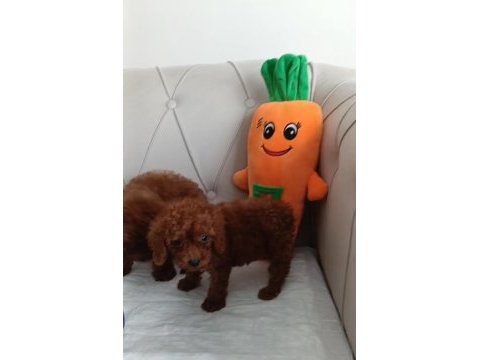 Kuyruksuz kore poodle red brown bebekler