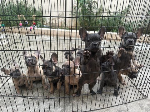 Bebeklerimiz 91 günlük french bulldog