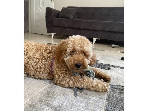 Ev ortamında büyümüş miniatür poodle