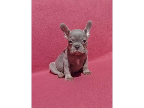 Ankara french bulldog