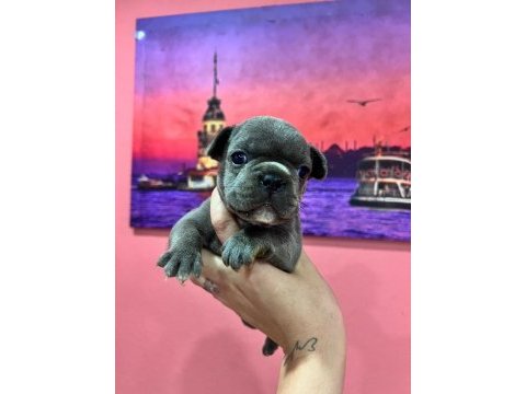 Fransız bulldog bebeklerim