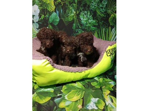 Irk ve sağlık garanti lagotto yavrularımuz