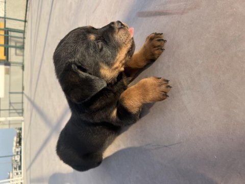 Yavru rottweiler 1.5 aylık