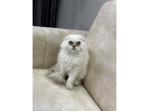 A kalite safkan scottish fold longhair silver point erkek