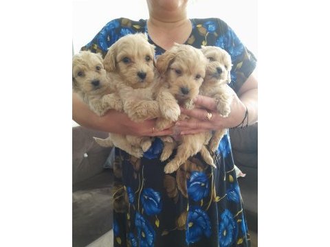 Maltipoo 0 numara köpekler