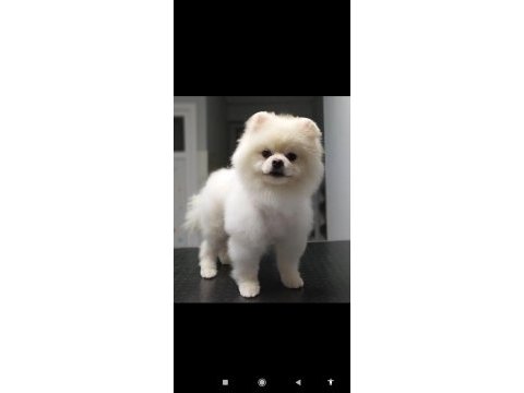 Ayıcık pomeranian yavrularımız teslime hazırdır