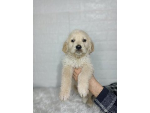 Golden retriever yavrularımız